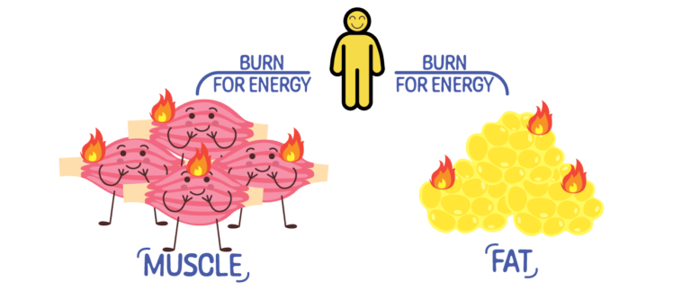 An image showing how metabolism burns both muscle and fat. It is adding context to the fact that the more muscle you have, the higher your metabolism and the higher your chances of losing weight are.
